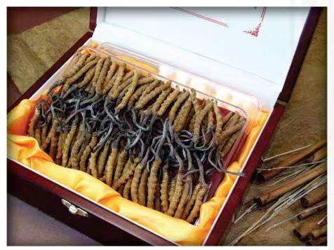 察哈尔右翼后冬虫夏草回收